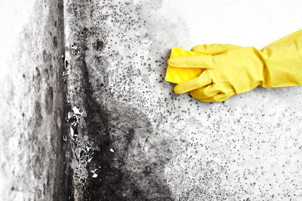 Best Mold Testing  in Wrens, GA