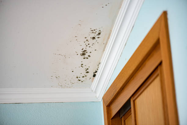 Best Professional Mold Removal  in Wrens, GA