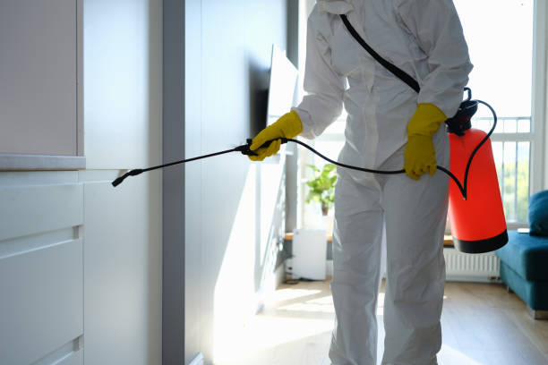 Best Local Mold Removal Service  in Wrens, GA