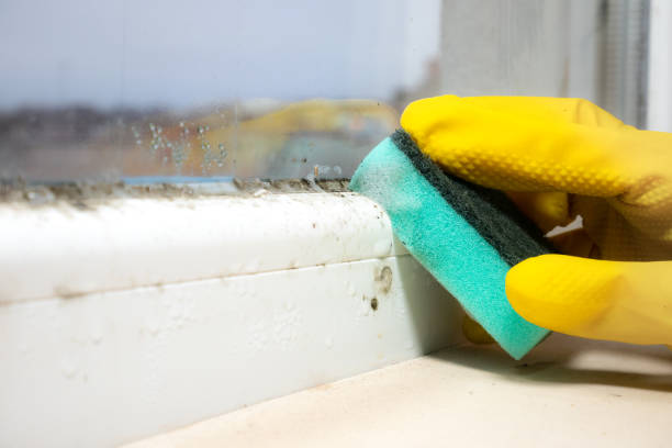 Best Mold Removal and Inspection  in Wrens, GA