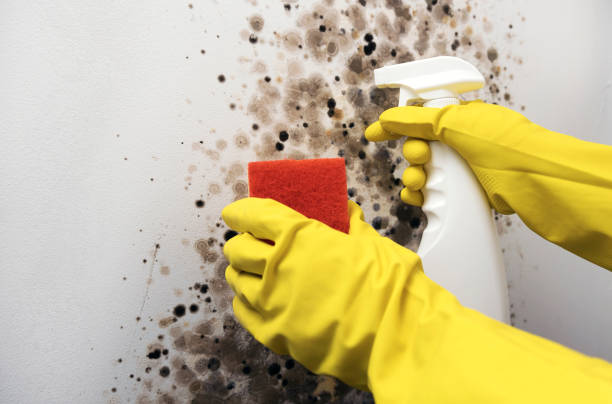 Best Office Mold Removal Services  in Wrens, GA