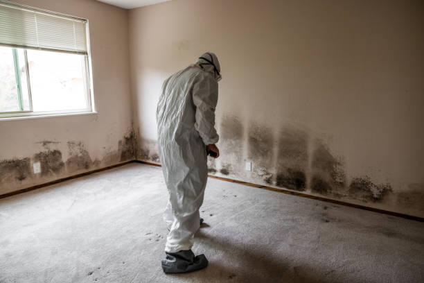 Best Mold Damage Repair  in Wrens, GA