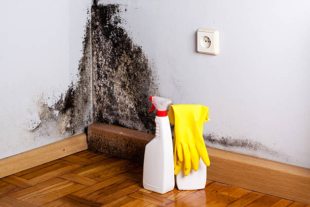 Attic Mold Removal in Wrens, GA