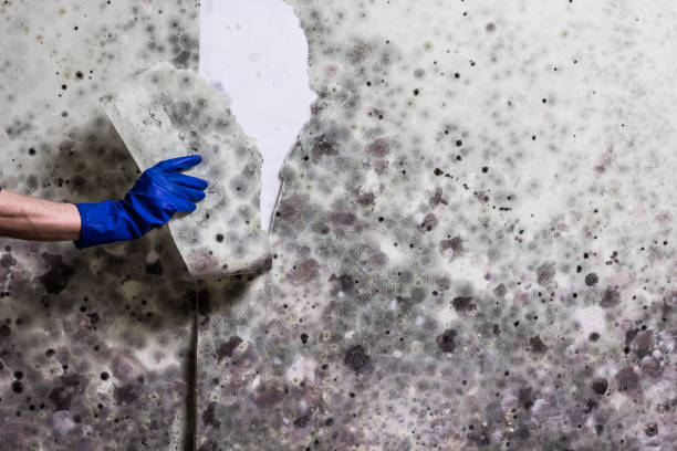 Best Attic Mold Removal  in Wrens, GA